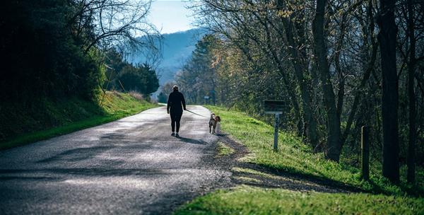 fancycrave-239747-unsplash An elderly person is walking a dog down a road surrounded by trees.